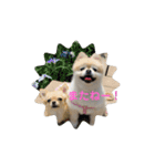 ポメラニアンちょこちゃん（個別スタンプ：6）