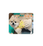 ポメラニアンちょこちゃん（個別スタンプ：7）