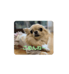 ポメラニアンちょこちゃん（個別スタンプ：8）