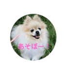 ポメラニアンちょこちゃん（個別スタンプ：9）