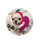 ポメラニアンちょこちゃん（個別スタンプ：10）