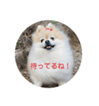 ポメラニアンちょこちゃん（個別スタンプ：14）