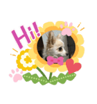 ポメチワ(わた坊)（個別スタンプ：3）