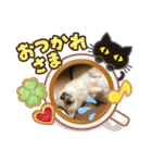 ポメチワ(わた坊)（個別スタンプ：4）
