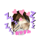 ポメチワ(わた坊)（個別スタンプ：6）