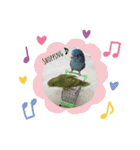 我が家インコDays.（個別スタンプ：1）
