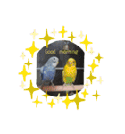 我が家インコDays.（個別スタンプ：4）