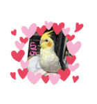 我が家インコDays.（個別スタンプ：5）