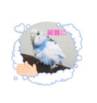 我が家インコDays.（個別スタンプ：8）