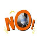 我が家インコDays.（個別スタンプ：10）
