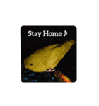 我が家インコDays.（個別スタンプ：11）