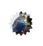我が家インコDays.（個別スタンプ：12）