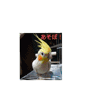 我が家インコDays.（個別スタンプ：14）