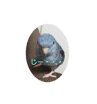 我が家インコDays.（個別スタンプ：15）
