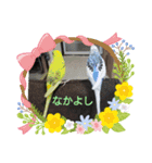 我が家インコDays.（個別スタンプ：16）