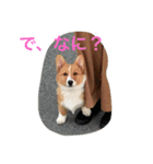 悠くんとこむぎー（個別スタンプ：1）