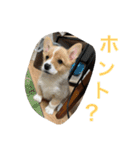 悠くんとこむぎー（個別スタンプ：7）