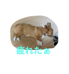 悠くんとこむぎー（個別スタンプ：10）