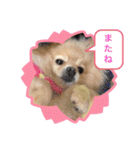 ポメラニアン☆レイン（個別スタンプ：8）
