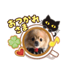ポメラニアン☆レイン（個別スタンプ：11）