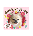 ポメラニアン☆レイン（個別スタンプ：17）