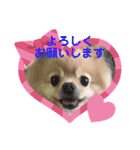 ポメラニアン☆レイン（個別スタンプ：19）