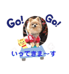 ポメラニアン☆レイン（個別スタンプ：39）