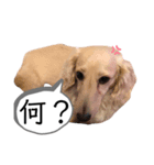 message to my family（個別スタンプ：3）