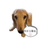 message to my family（個別スタンプ：4）