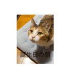 ビーちゃんとミーちゃん（個別スタンプ：12）