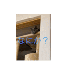 ビーちゃんとミーちゃん（個別スタンプ：14）