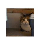 ビーちゃんとミーちゃん（個別スタンプ：34）
