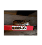 ビーちゃんとミーちゃん（個別スタンプ：35）