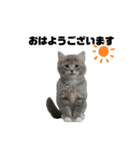 ねこのしじみ（個別スタンプ：1）