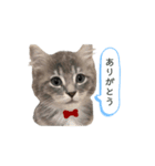 ねこのしじみ（個別スタンプ：4）