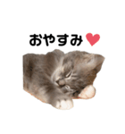 ねこのしじみ（個別スタンプ：5）