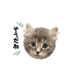 ねこのしじみ（個別スタンプ：6）