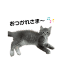 ねこのしじみ（個別スタンプ：7）