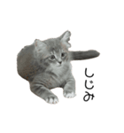 ねこのしじみ（個別スタンプ：8）
