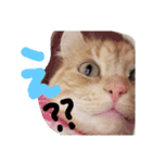 ウチのゆずちゃんのつめあわせ（個別スタンプ：6）