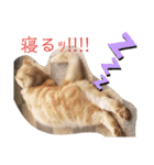 ウチのゆずちゃんのつめあわせ（個別スタンプ：9）