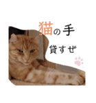 ウチのゆずちゃんのつめあわせ（個別スタンプ：11）