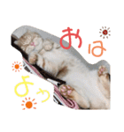 ウチのゆずちゃんのつめあわせ（個別スタンプ：12）