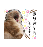 ウチのゆずちゃんのつめあわせ（個別スタンプ：17）