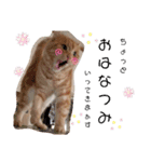 ウチのゆずちゃんのつめあわせ（個別スタンプ：24）