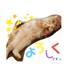 ウチのゆずちゃんのつめあわせ（個別スタンプ：27）