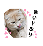 ウチのゆずちゃんのつめあわせ（個別スタンプ：28）