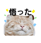 ウチのゆずちゃんのつめあわせ（個別スタンプ：29）
