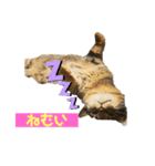 猫 じょうたろう（個別スタンプ：1）