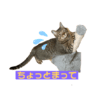 猫 じょうたろう（個別スタンプ：2）
